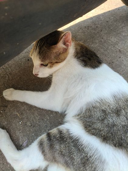 แมวไทย (Thai Cat) แมวน่ารัก