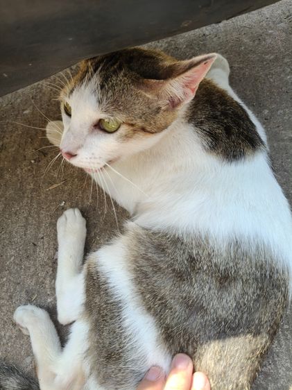 แมวน่ารัก รูปที่ 7