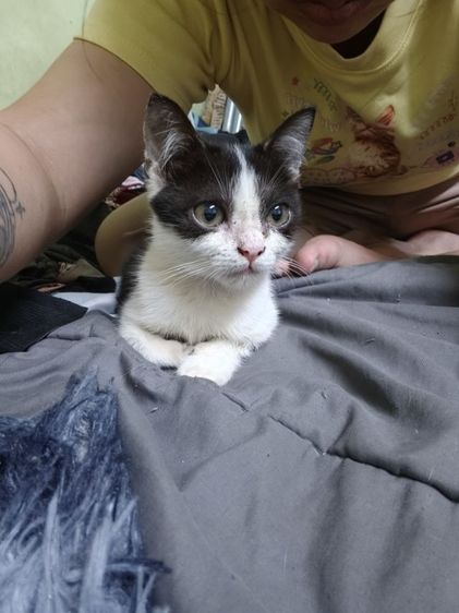 แมวเปอร์เซีย รูปที่ 2