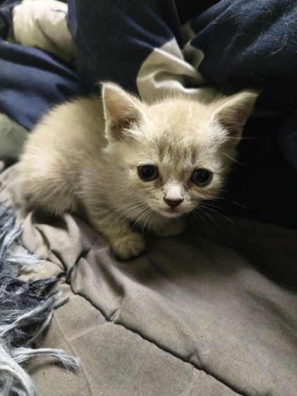 เปอร์เซีย (Persian) หาบ้านให้น้องแมวเผอเซีย