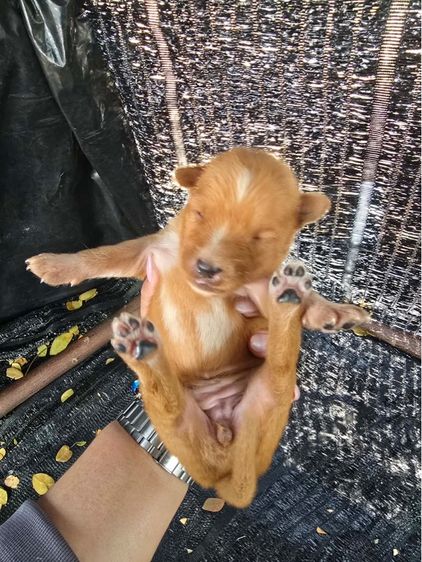 อื่นๆ เล็ก แจกน้องหมาฟรี