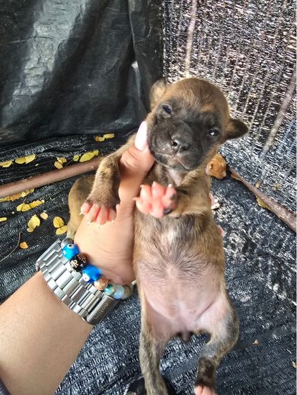 แจกน้องหมาฟรี รูปที่ 7