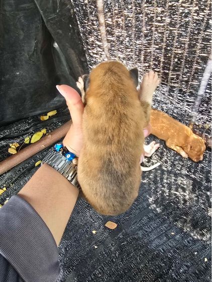 แจกน้องหมาฟรี รูปที่ 5