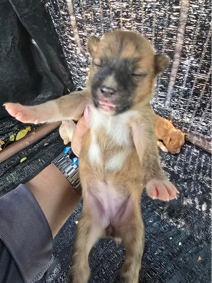 แจกน้องหมาฟรี รูปที่ 6