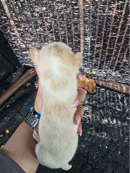 แจกน้องหมาฟรี รูปที่ 4