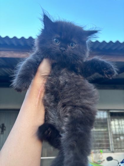 ลูกแมวเปอร์เซีย รูปที่ 3