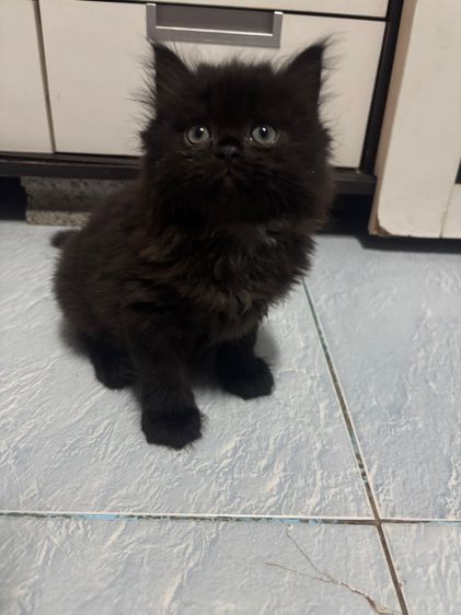 ลูกแมวเปอร์เซีย
