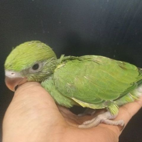 นกแก้วริงเนค รูปที่ 3