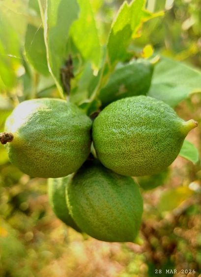 ไม่ใช่ สวยครบในแปลงเดียว ใกล้เซเว่น 400 เมตร เจ้าของขายเองสวนผสมบ้านป่ารกฟ้า ต.น้ำดิบ อ.ป่าซาง จ.ลำพูน รูปที่ 4