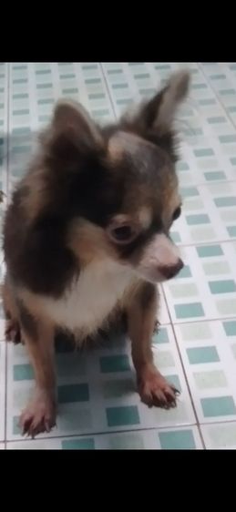 ให้ฟรีชิวาว่า2ตัว รูปที่ 2