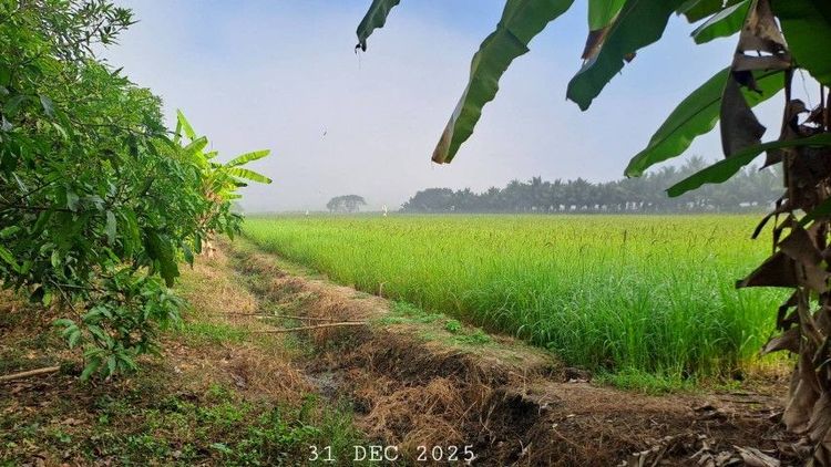 ไม่ใช่ สวยครบในแปลงเดียว เจ้าของขายเองสวนผสมใกล้ตลาดสดเซเว่นเพียง 400 เมตร รูปที่ 4