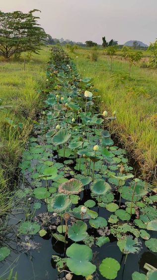 ไม่ใช่ สวยครบในแปลงเดียว เจ้าของขายเองสวนผสมใกล้ตลาดสดเซเว่นเพียง 400 เมตร รูปที่ 2
