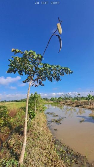 ไม่ใช่ ขายบ่อปลาสวนผสม ตรงข้ามวัดพระธาตุดอยน้อย น้ำประปาไฟฟ้าพร้อม เหมาะทำบ้านสวนริมนา ฟิชชิ่งปาร์ค ลานแคมป์ปิ้ง รูปที่ 4
