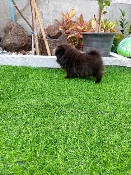 ปอมแท้ทีคัฟ รูปที่ 4