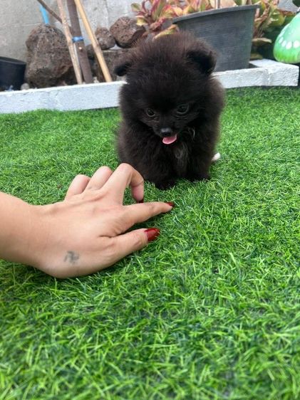 ปอมเมอเรเนียน (Pomeranian) เล็ก ปอมแท้ทีคัฟ