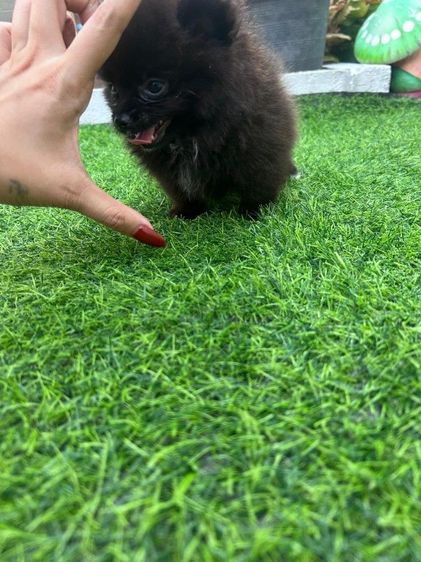 ปอมแท้ทีคัฟ รูปที่ 2