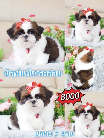 ชิสุห์ รูปที่ 7