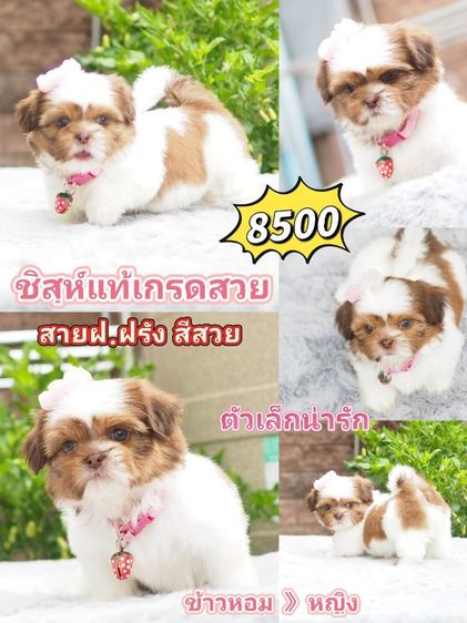 ชิสุห์ รูปที่ 11