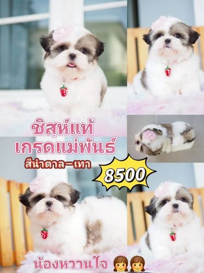 ชิสุห์ รูปที่ 12