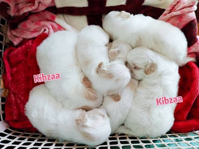 ชิสุ (Shih Tzu) เล็ก ชิสุห์