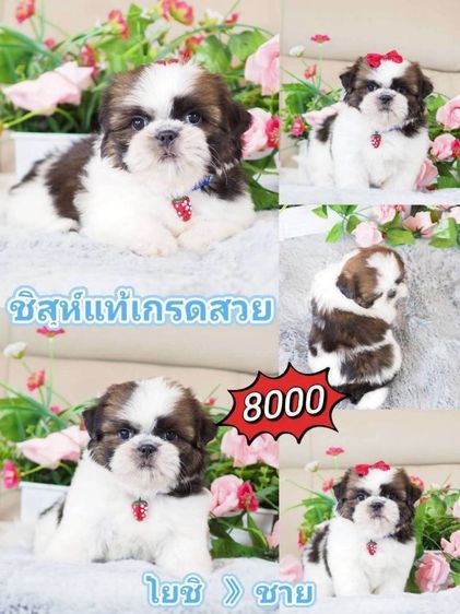 ชิสุห์ รูปที่ 9