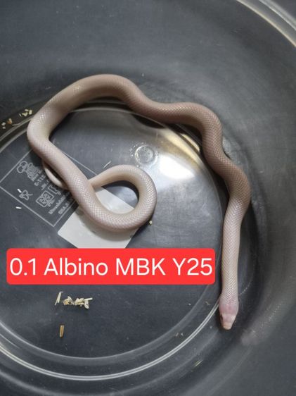 0.1 Albino Mexican Black Kingsnake 2025