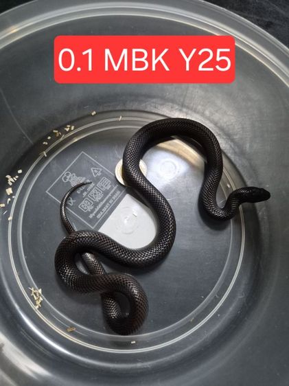 0.1 Mexican Black Kingsnake