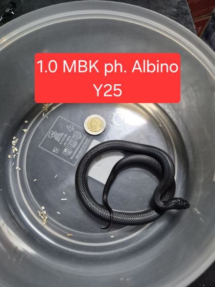 1.0 Mexican Black Kingsnake ph. Albino 2025