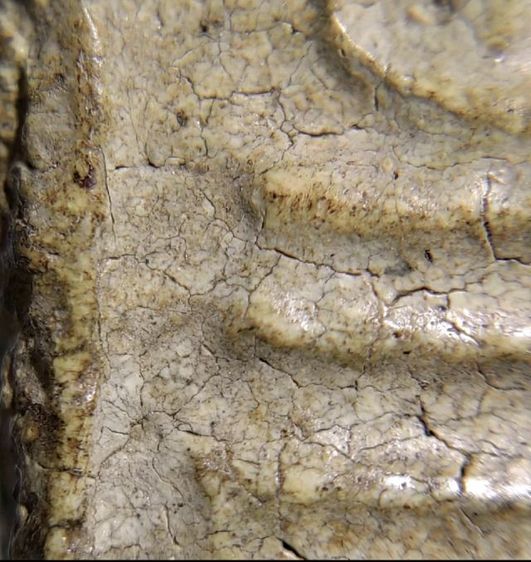 พระสมเด็จกรุเก่าหายาก มีเพียงอย่างละองค์เท่านั้น รูปที่ 10