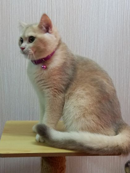 บริติชช็อตแฮร์ รูปที่ 2