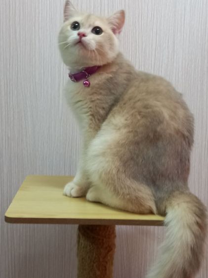 บริติช ชอร์ตแฮร์ (British Shorthair) บริติชช็อตแฮร์