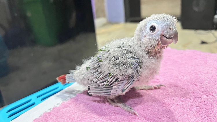 กรีนชีค เยลโล่ไซด์