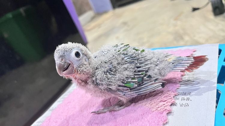 กรีนชีค เยลโล่ไซด์ รูปที่ 7