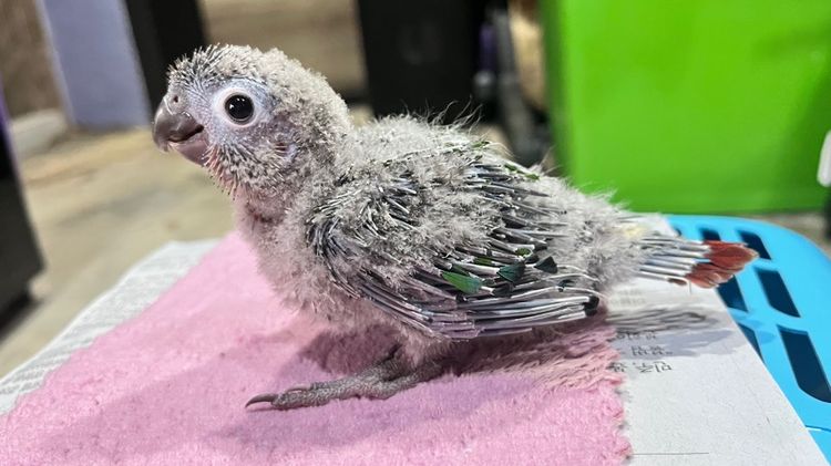 กรีนชีค เยลโล่ไซด์ รูปที่ 3