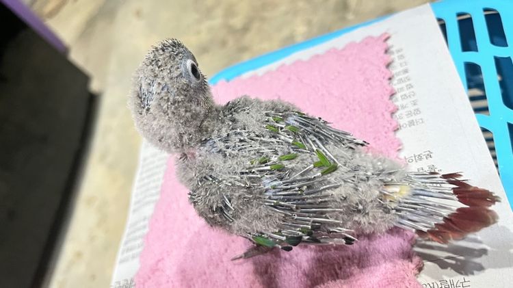 กรีนชีค เยลโล่ไซด์ รูปที่ 8