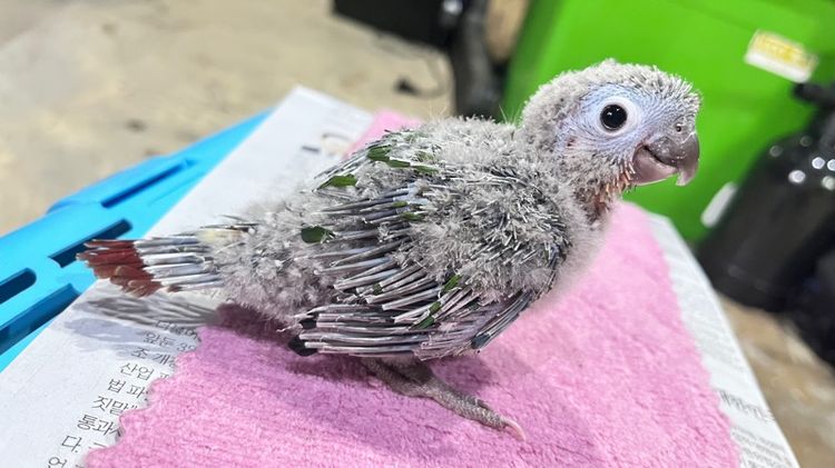 กรีนชีค เยลโล่ไซด์ รูปที่ 2