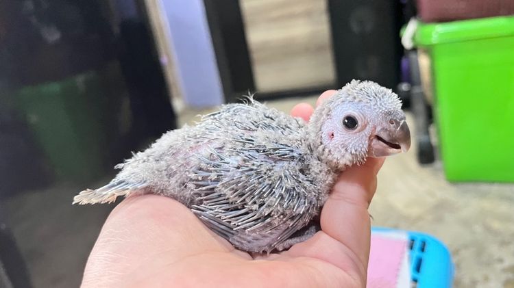 กรีนชีค บลูเยลโล่ รูปที่ 6