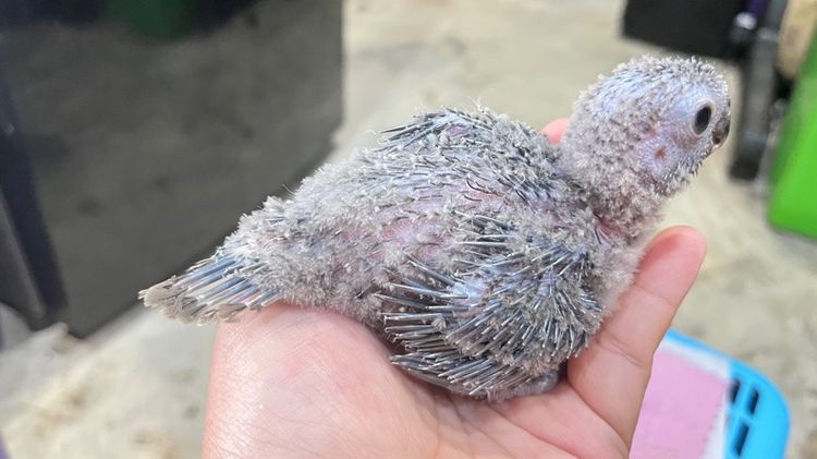 กรีนชีค บลูเยลโล่ รูปที่ 5