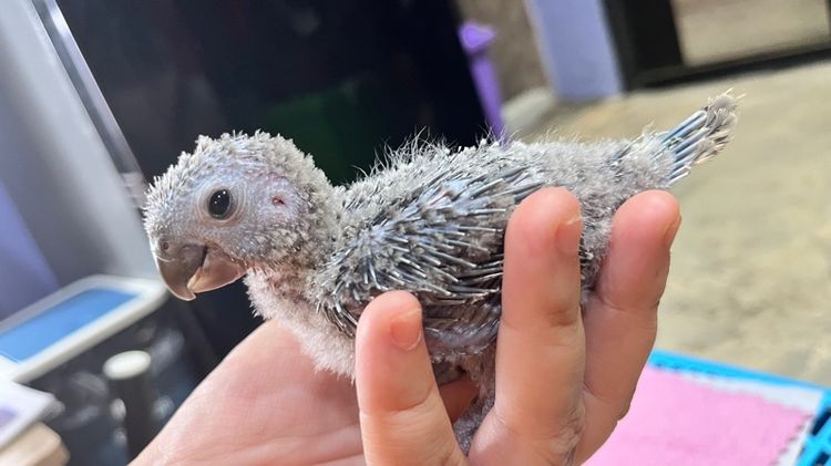 กรีนชีค บลูเยลโล่ รูปที่ 2