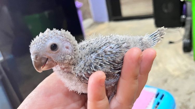 กรีนชีค บลูเยลโล่