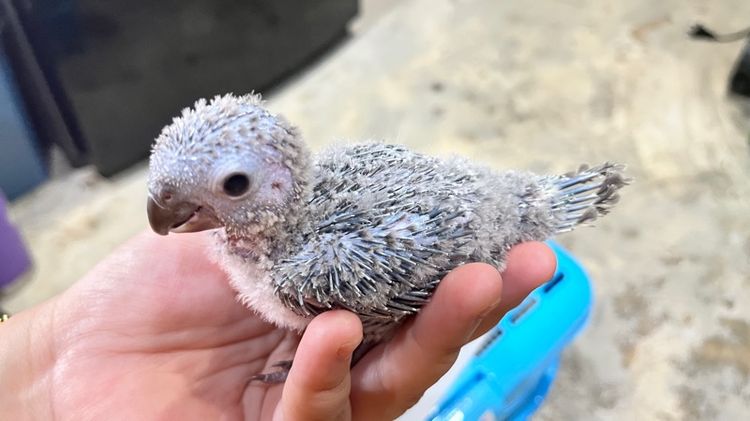 กรีนชีค บลูเยลโล่ รูปที่ 10