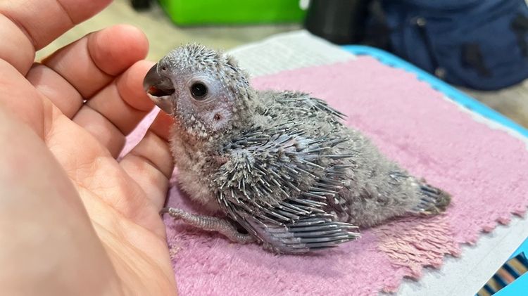 กรีนชีค บลูเยลโล่ รูปที่ 8