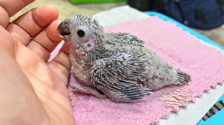 กรีนชีค บลูเยลโล่ รูปที่ 9