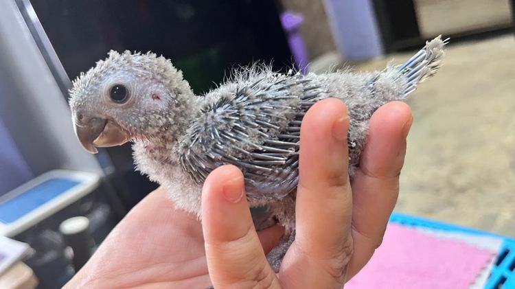 กรีนชีค บลูเยลโล่ รูปที่ 4