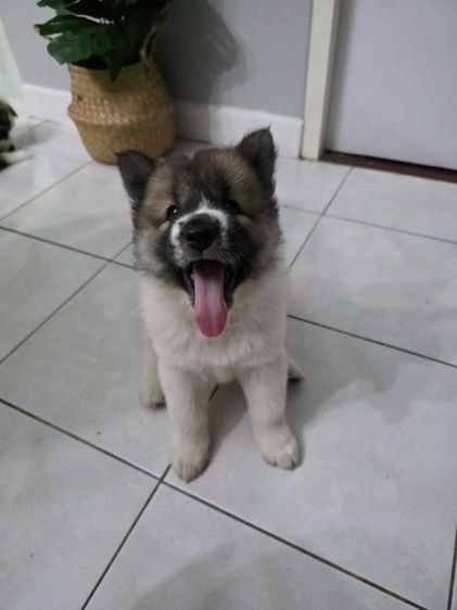 เด็กหญิงอ้วนตุ๊บ ขี้เล่น วัย50วัน มีคนสนใจไหมคะ
กทม. มีนบุรี