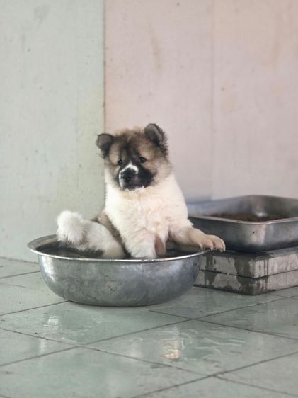 เด็กหญิงอ้วนตุ๊บ ขี้เล่น วัย50วัน มีคนสนใจไหมคะ
กทม. มีนบุรี รูปที่ 3