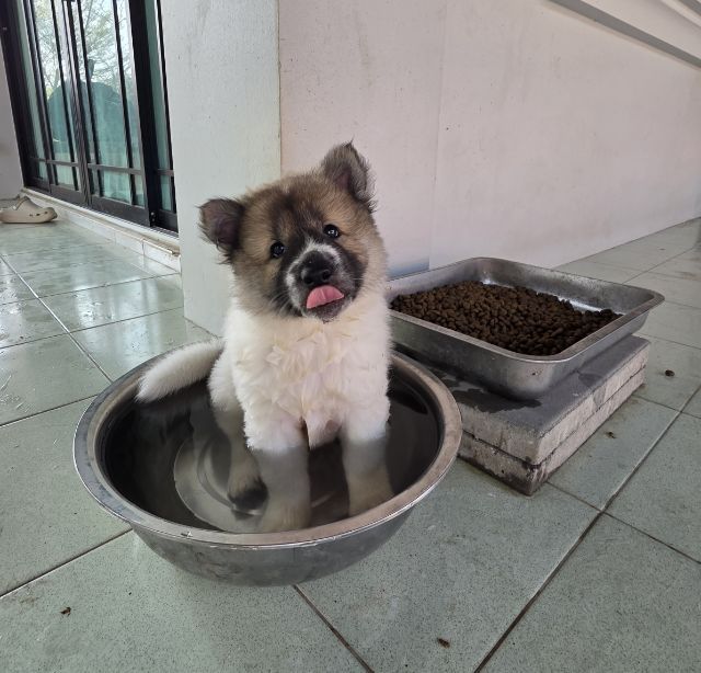 เด็กหญิงอ้วนตุ๊บ ขี้เล่น วัย50วัน มีคนสนใจไหมคะ
กทม. มีนบุรี รูปที่ 2