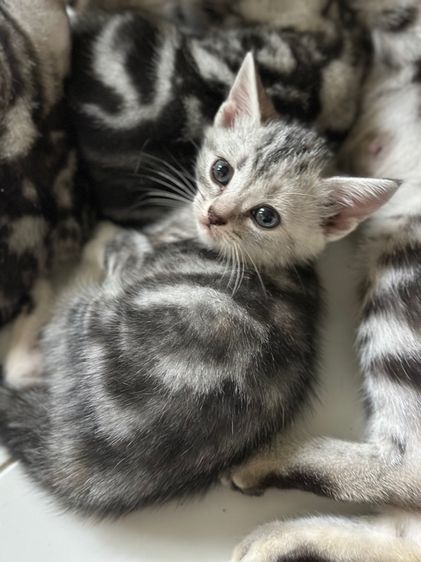 ลูกแมวอเมริกันชอร์ตแฮร์ แท้ รูปที่ 8