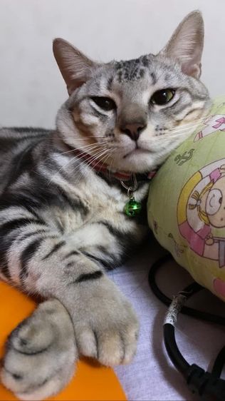 ลูกแมวอเมริกันชอร์ตแฮร์ แท้ รูปที่ 4