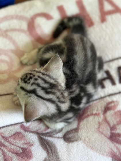 ลูกแมวอเมริกันชอร์ตแฮร์ แท้ รูปที่ 13